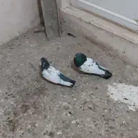 طوقی کاکلی و کله دم سبز|پرنده|همدان, |دیوار