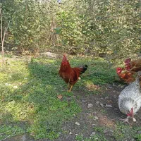 خروس محلی|حیوانات مزرعه|فومن, |دیوار