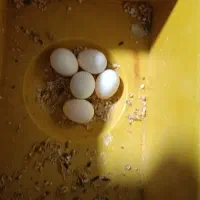 مرغ عشق 5تخم|پرنده|بردسکن, |دیوار