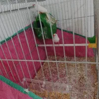 فنچ معاوضه