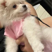 پامر|سگ|مشهد, هدایت|دیوار