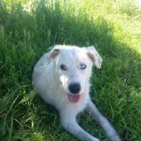 سگ چشم رنگی