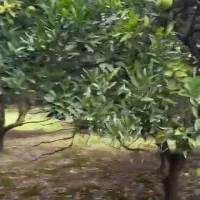 1000متر هتکه پشت درختان میوه