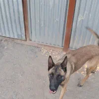 سگ گمشده