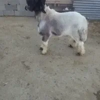 بره قوچی|حیوانات مزرعه|شیراز, حافظیه|دیوار