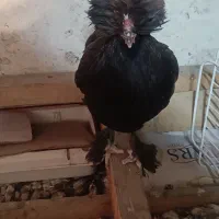 مرغ|حیوانات مزرعه|رشت, جماران|دیوار