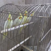 عروس هلندی دوتا نر سخنگو و۳تا جوجهاش شهرری|پرنده|ری, حمزهآباد|دیوار