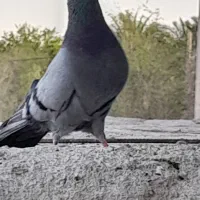 جفت سبز فروشی کلایی