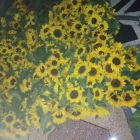 فروش گل آفتاب در سراسرکشور