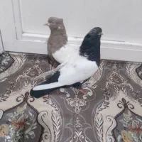 یکجفت گوینکلی ساری وقره