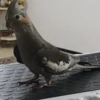 عروس هلندی نر مرغ عشق مینا طوطی برزیلی فنچ