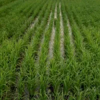 فروش-زمین-باغی-تو-طرح-در-حسین-اباد