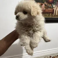 توله میکس پامر و اشپیتز|سگ|شهرکرد, |دیوار