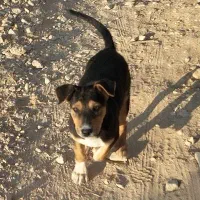 سگ ژرمن شپر