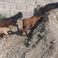 2تاگوسفند زاییده بابزغاله|حیوانات مزرعه|ایرانشهر, |دیوار