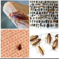 سمپاشی سوسک ساس دریک مرحله ضمانت کتبی سم پاشی