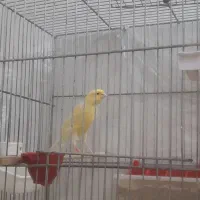 قناری سوپری لیمویی