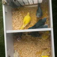 راهب  لوتینو