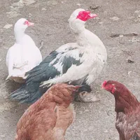 فروش اردک اسراییلی نر