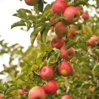 تولید نهال ارقام نهال سیب لیبل دار