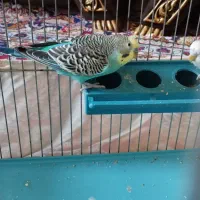 مرغ عشق نر و ماده|پرنده|تهران, هفده شهریور|دیوار