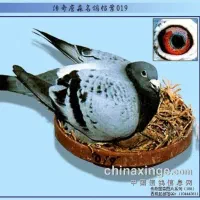 جوجه کوهی گم کردم