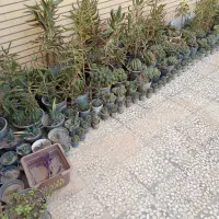 گلدان