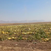 تخمک کدو خوی