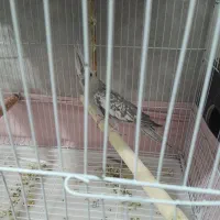 عروس هلندی ماده اماده|پرنده|زاهدان, |دیوار