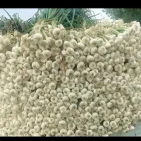 سیر تند همدان