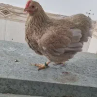 مرغ ویاندوت بانتام پاتریج