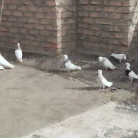 طوقی نهبندان