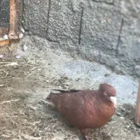 کفتر سرخ،سار،کرواتی