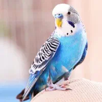 مرغ عشق عشقی