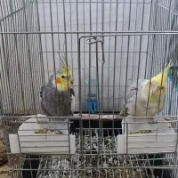 برای خرید سگ|پرنده|هشتگرد, فاز ۳ مهستان|دیوار