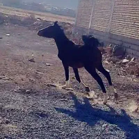 کره مادیان خرسان