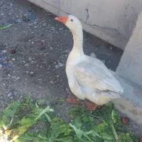 غاز|حیوانات مزرعه|اهواز, فتح|دیوار