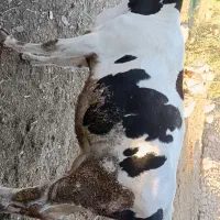 شنگل در باغملک