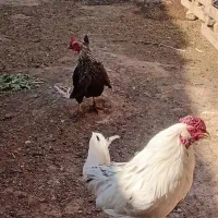 مرغ وخروس