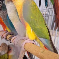 خرید جوجه گرینچیک