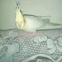 عروس و فیشر|پرنده|لار, |دیوار