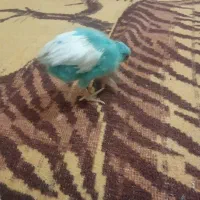 جوجه زرنگ