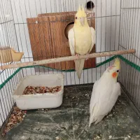 عروس هلندی مولد