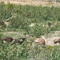 فروش  بوقلمون ارگانیک مزرعه