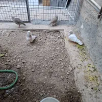 گم شدن