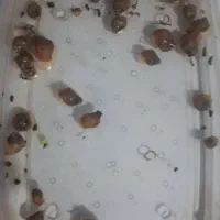 حلزون آلبینو|خزنده|اندیشه, اندیشه فاز ۱|دیوار