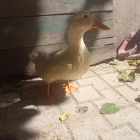 اردک سفید عجیب زیبا و با مزه و چاق وچله