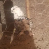 کبوتر بلژیکی|پرنده|ماهدشت, |دیوار