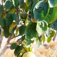 باغ ویلا نرسیده به صوفیان|فروش خانه و ویلا|صوفیان, |دیوار