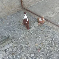 ککلی|پرنده|اردبیل, |دیوار